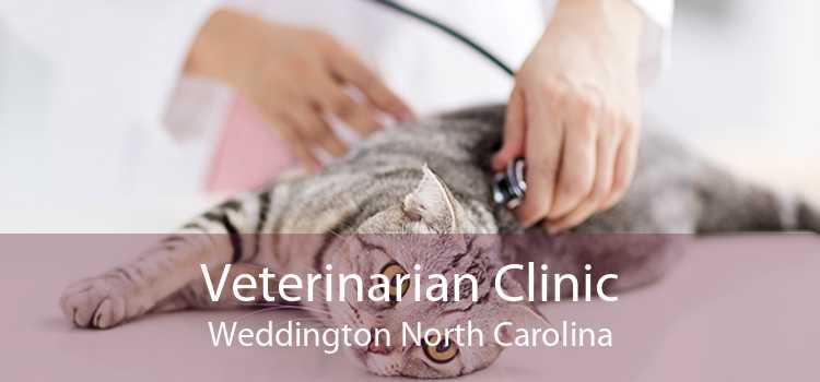 Veterinarian Clinic Weddington North Carolina