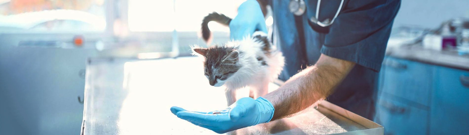 Animal Hospital North Augusta Small, Affordable, And Emergency Animal Hospital