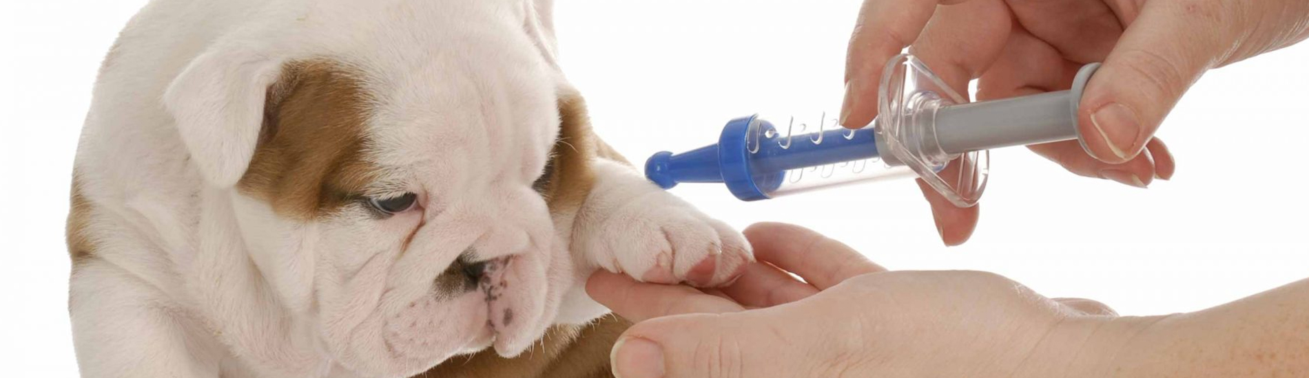 Dog Vaccinations Myrtle Beach Low Cost Dog Vaccinations Near Me