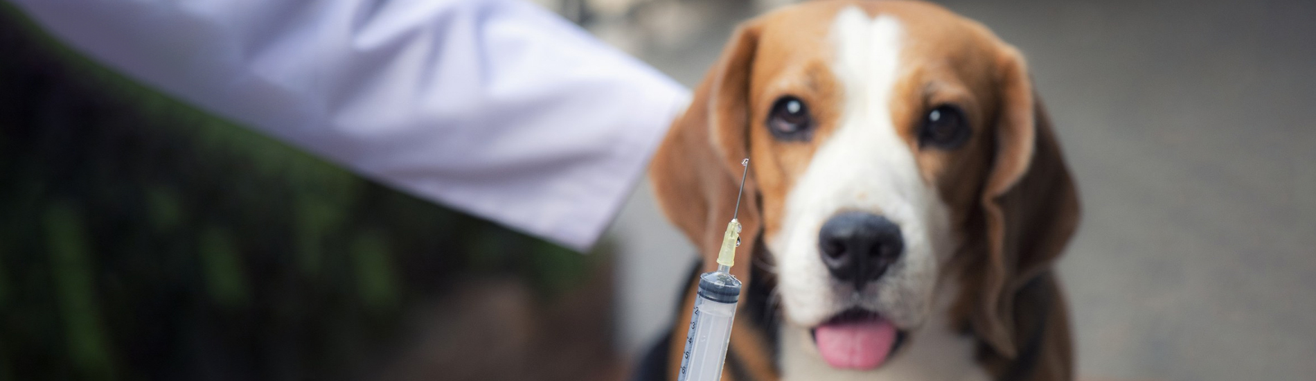 Dog Vaccinations Five Forks Low Cost Dog Vaccinations Near Me