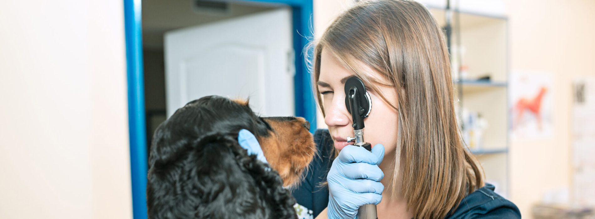 Veterinarian Clinic Elon Emergency Vet And Pet Clinic Near Me