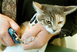 Declawing Cats in Cullowhee