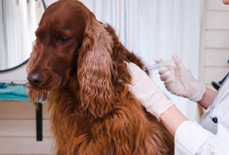 Dog Vaccinations in Wake Forest
