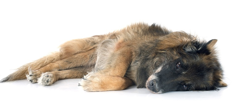 Dog Euthanasia Drugs in Hickory