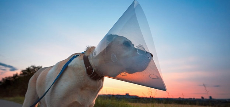 spay and neuter facilities in Tuckasegee