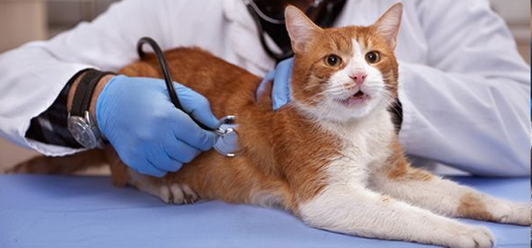 Lionville pet emergency clinic