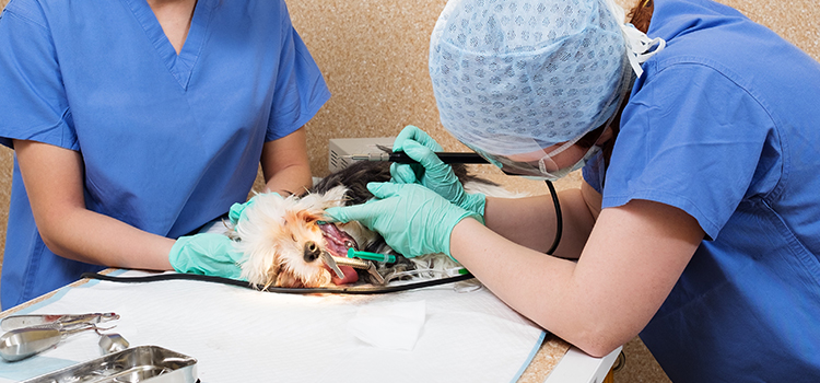 Balsam Grove animal hospital veterinary surgery
